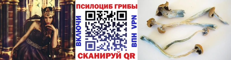 Псилоцибиновые грибы Cubensis  как найти закладки  Сергач 